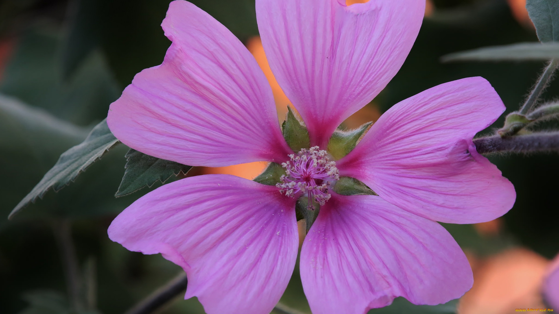 цветы, мальвы, лепестки, розовый, цветок, макро, мальва
