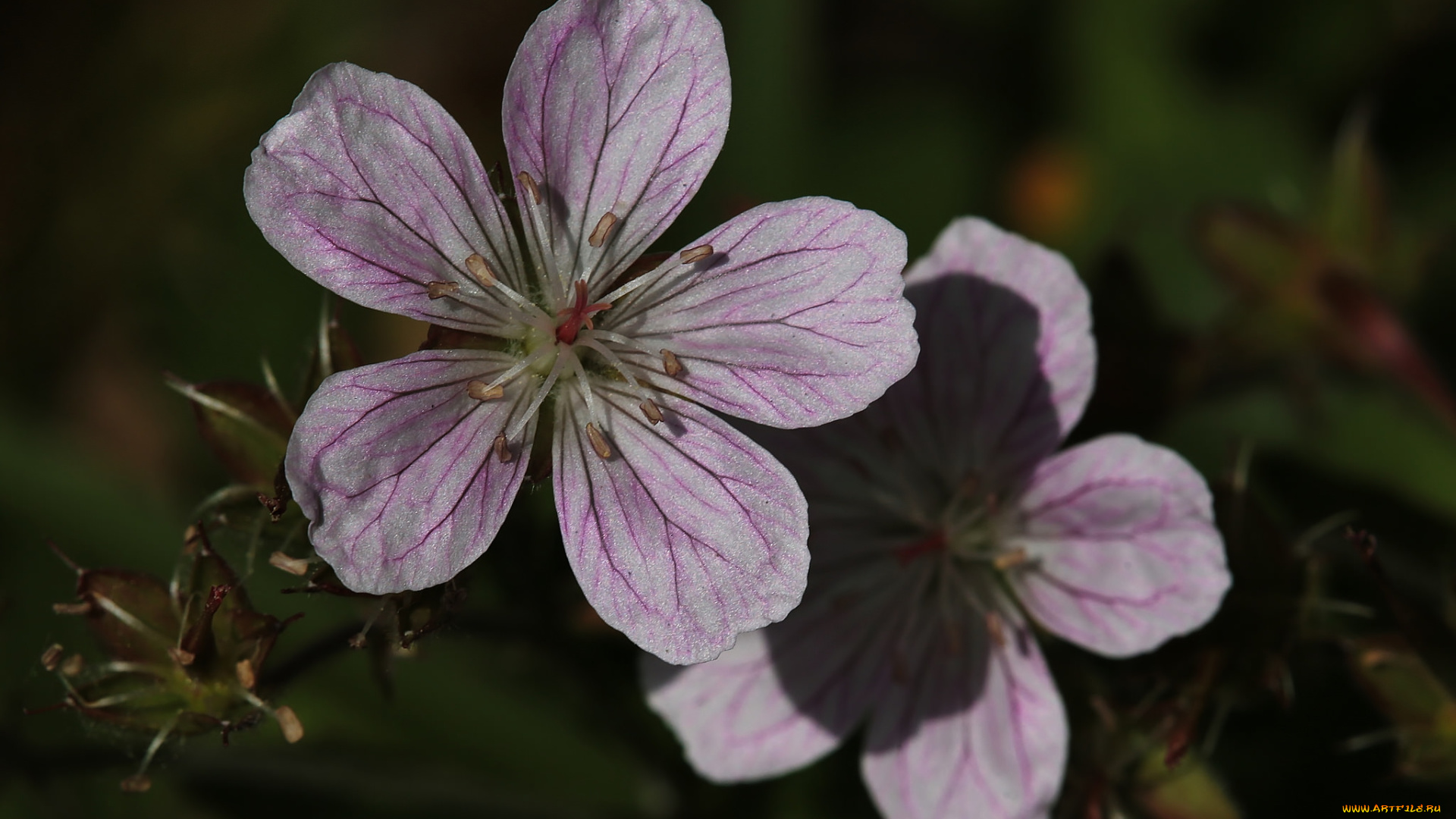 цветы, мальвы, макро