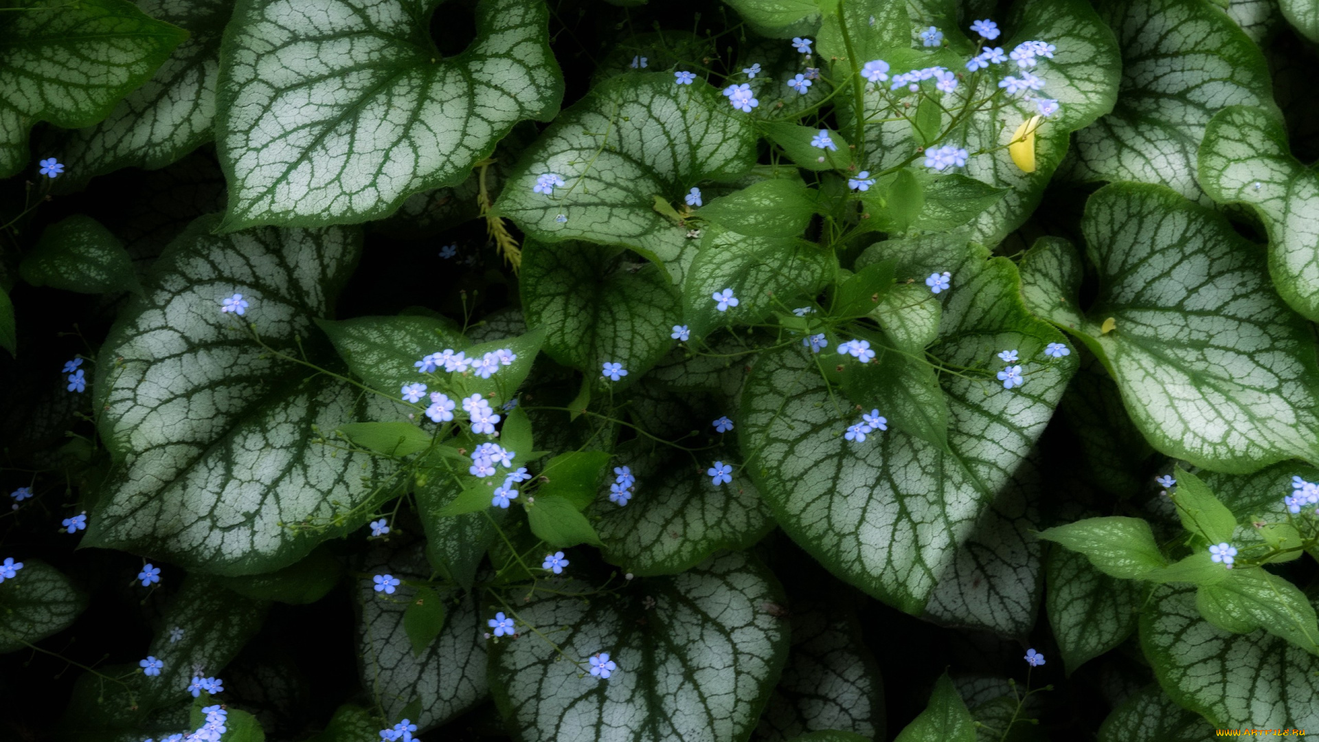 цветы, незабудки, каладиум, растение, листья, зелень, цветочки