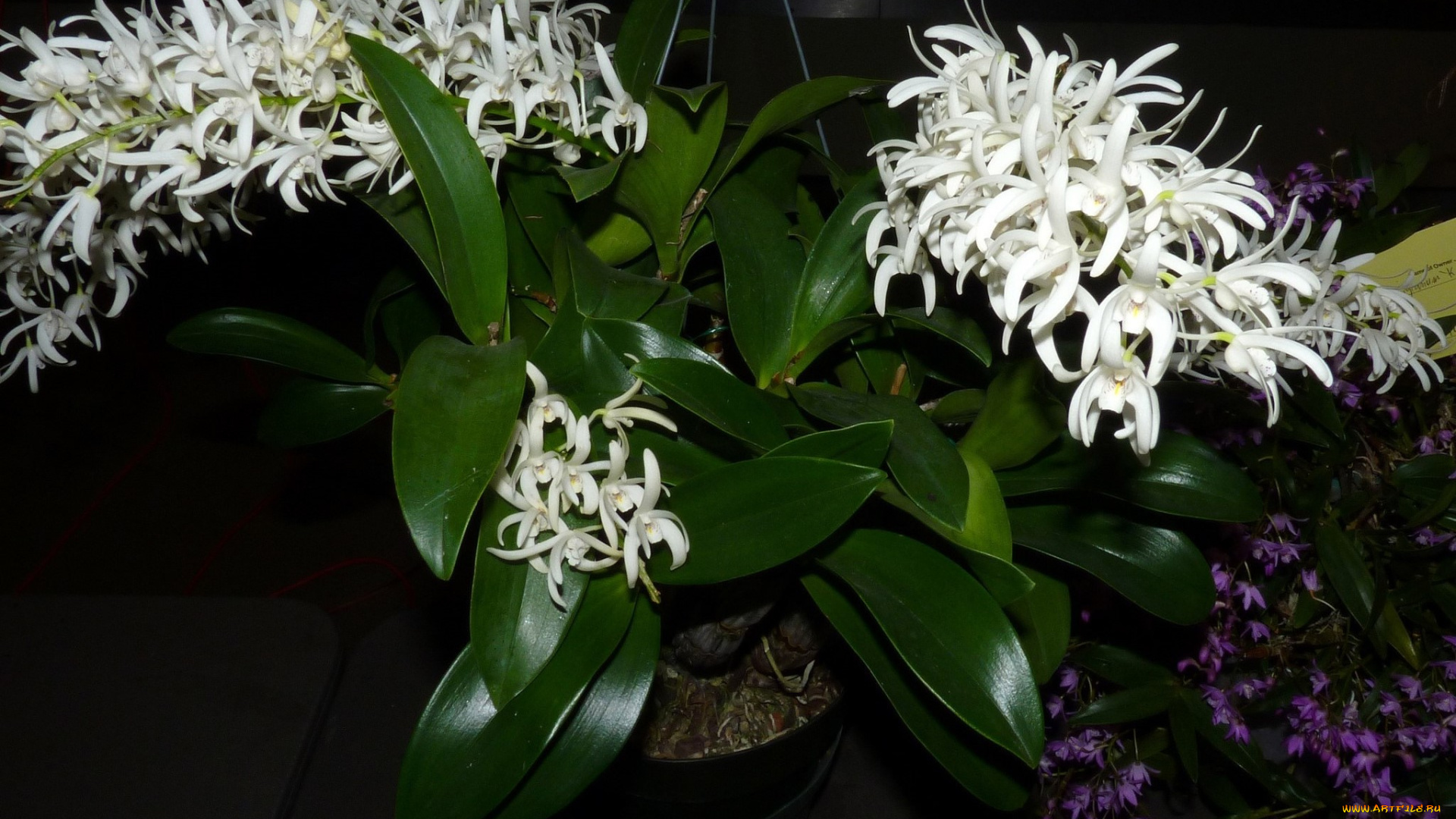 цветы, орхидеи, листья