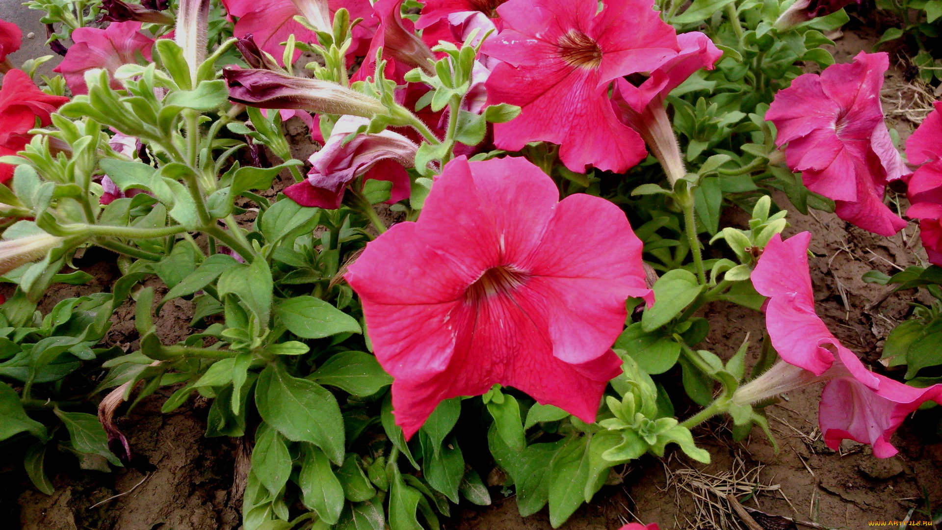 цветы, петунии, , калибрахоа, розовый