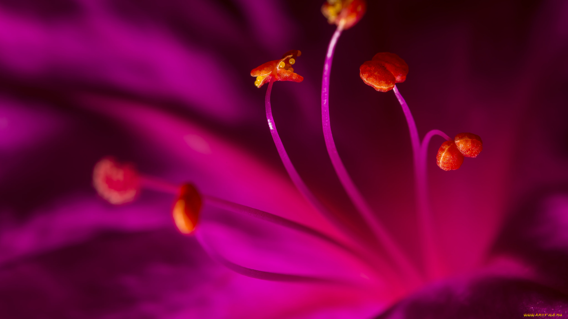 цветы, петунии, , калибрахоа, тычинки, цветок, малиновый, макро