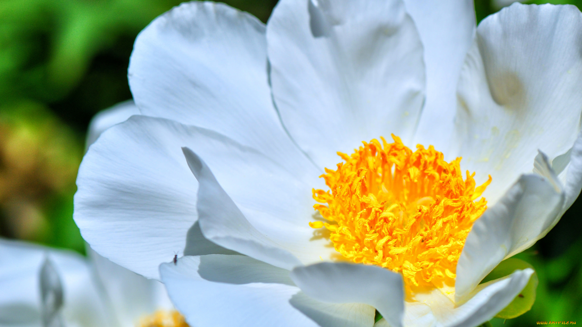 цветы, пионы, макро, цветок, белый