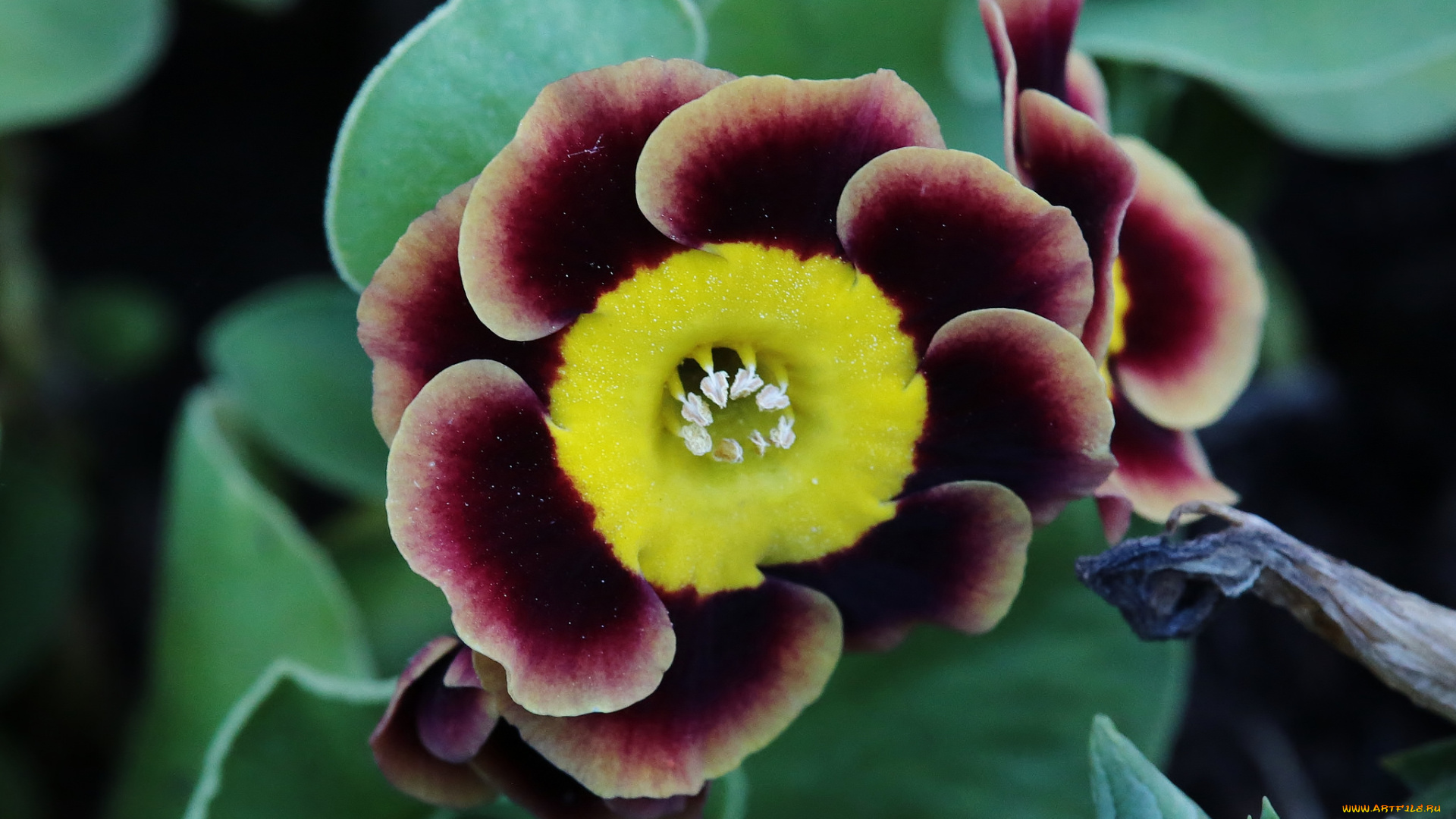 цветы, примулы, цветок, макро, весна