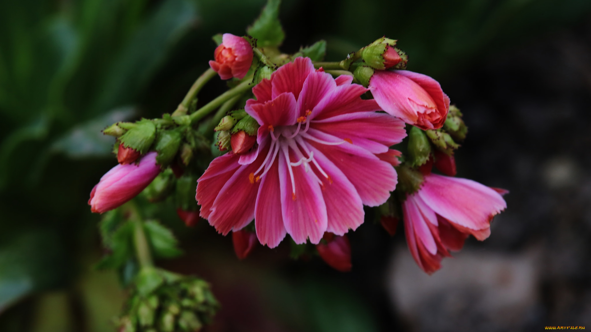 цветы, розовые