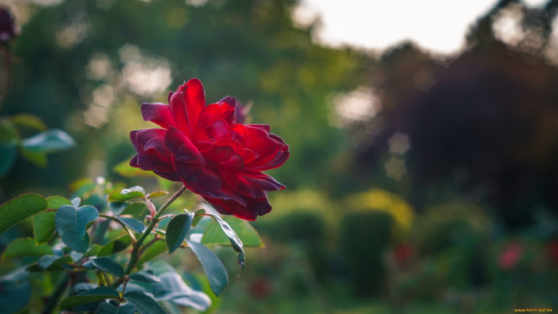 цветы, розы, красная, роза