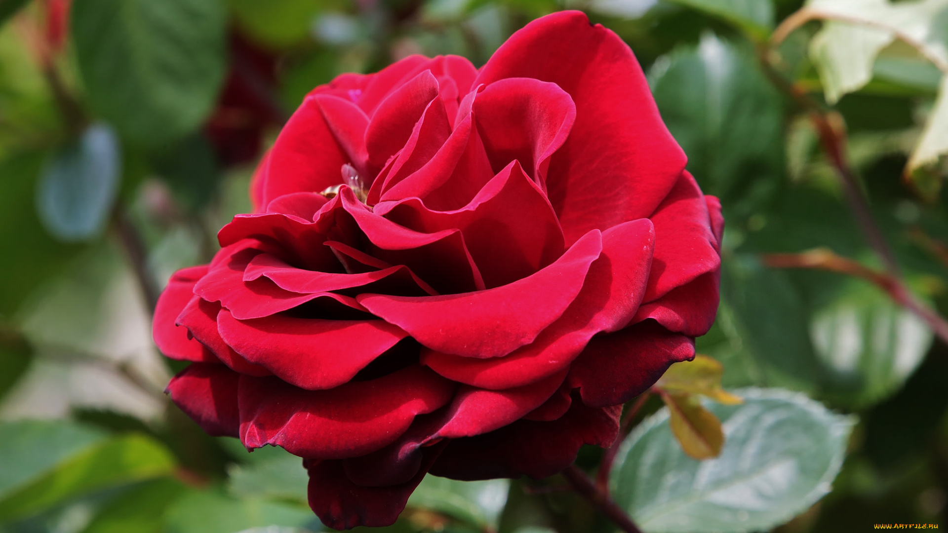 цветы, розы, роза, красная