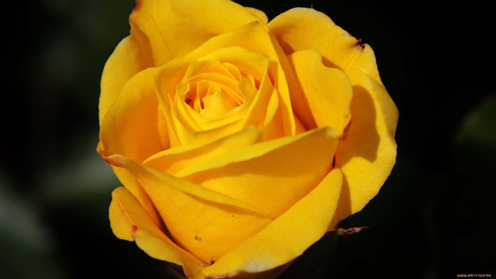 цветы, розы, роза, жёлтая