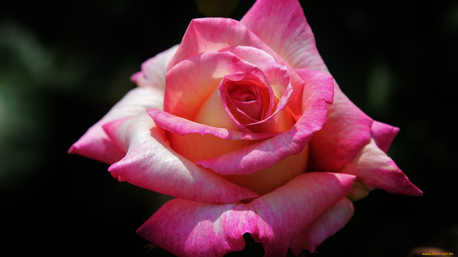 цветы, розы, розовая, фон, макро, роза