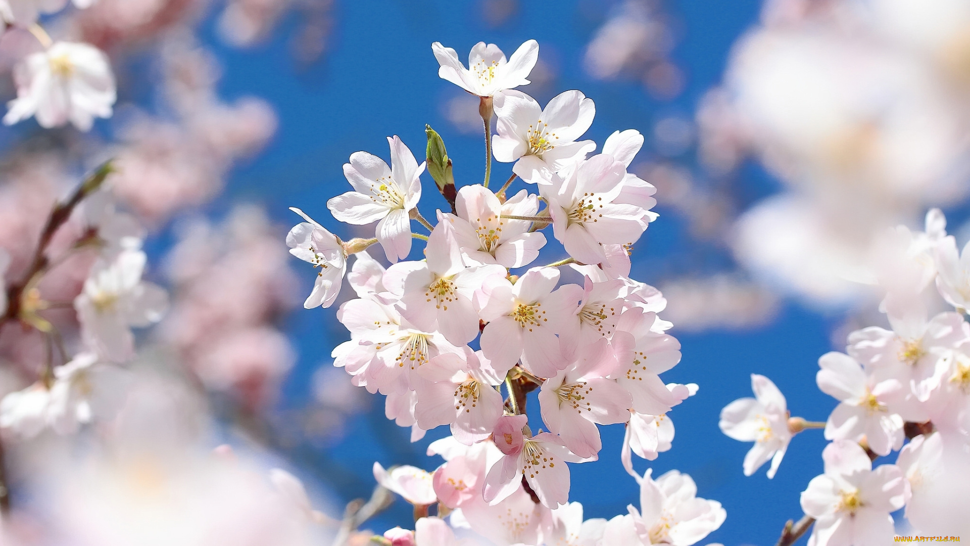 цветы, сакура, , вишня, макро, ветка, цветки, цветение, весна, вишня