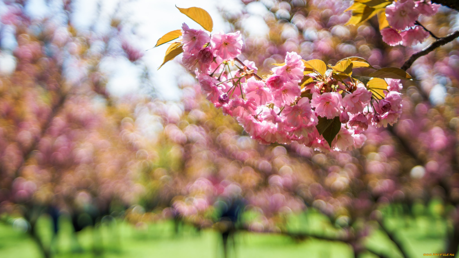 цветы, сакура, , вишня, макро, ветка, листья, весна, боке