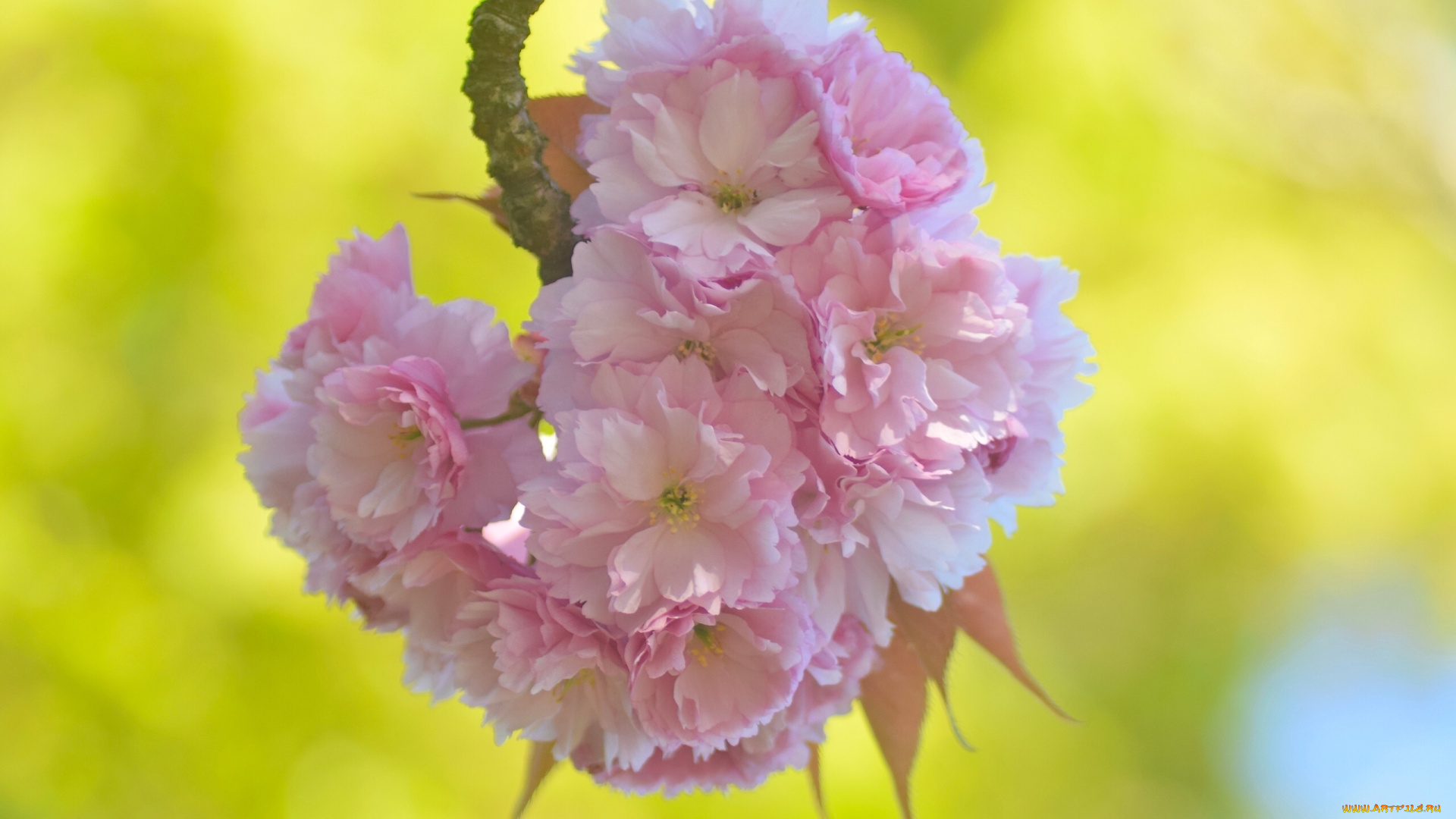 цветы, сакура, , вишня, весна, макро, вишня, цветение, цветки, ветка