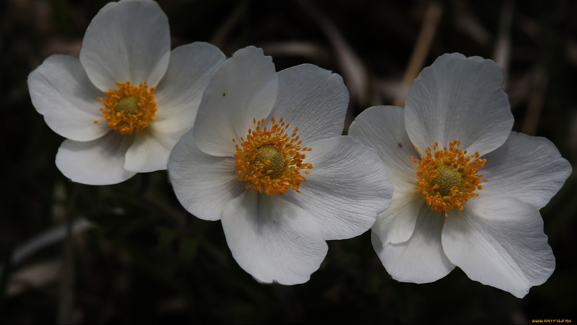 цветы, трио, макро, белые, тёмный, фон