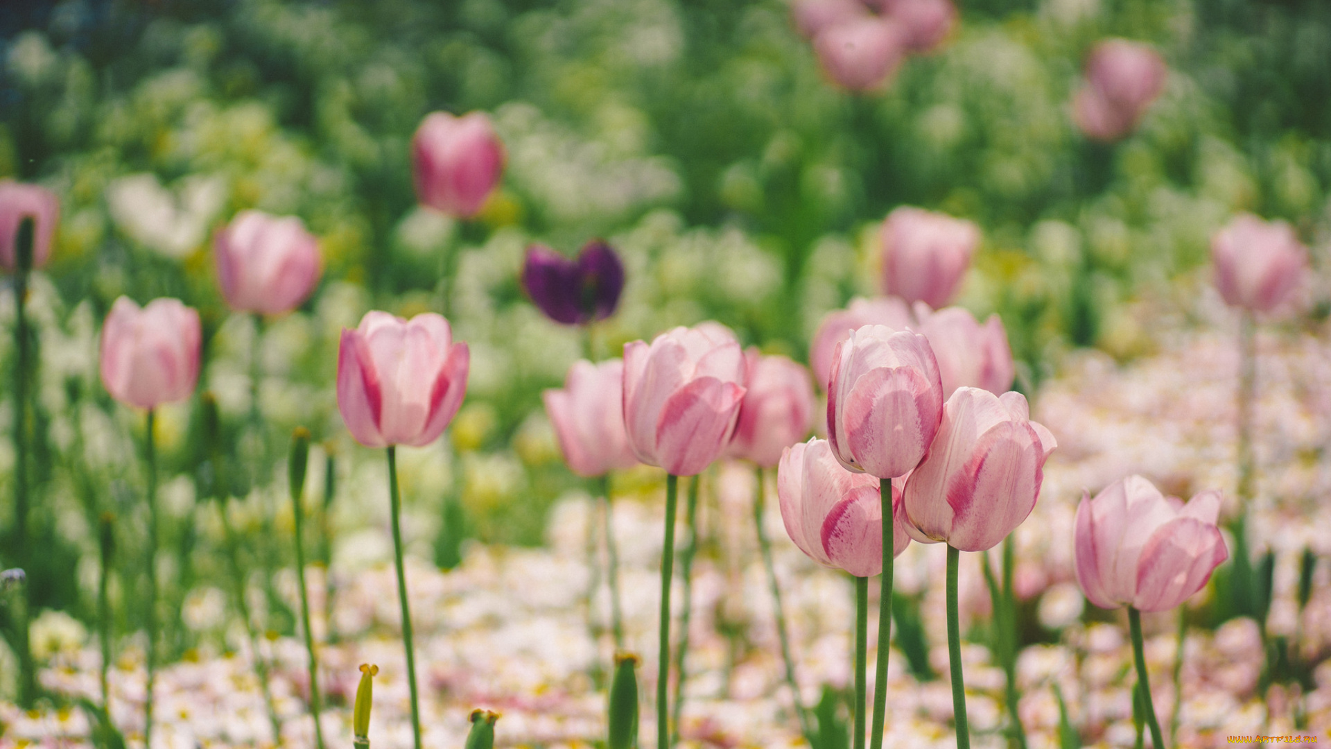 цветы, тюльпаны, боке, макро, розовые, клумба