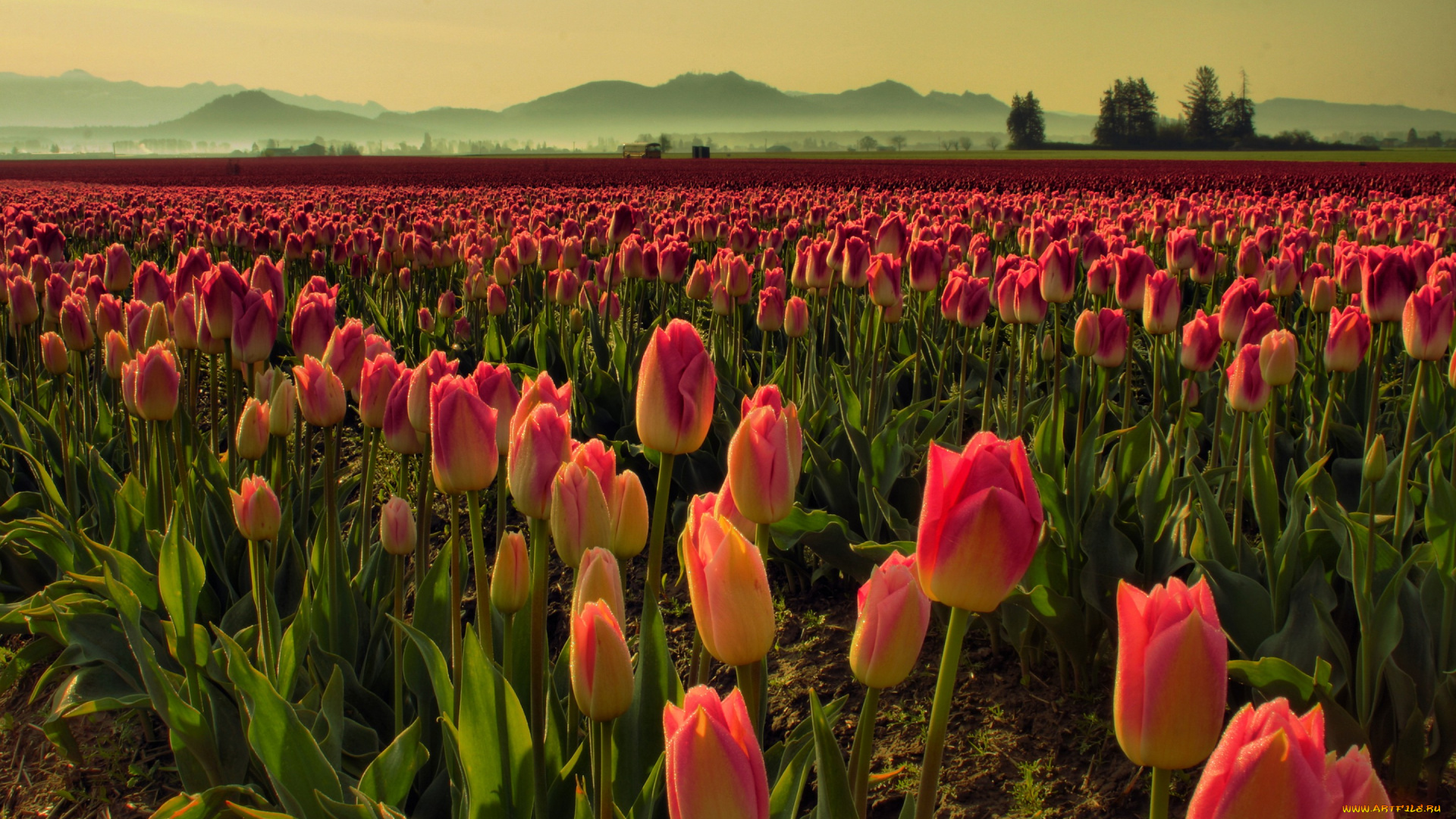 цветы, тюльпаны, поле, утро, туман