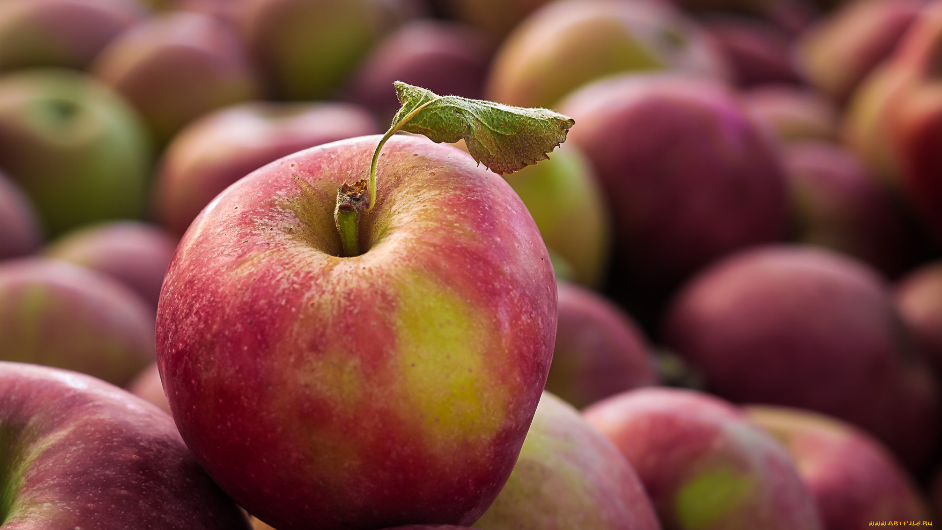 еда, Яблоки, яблочко