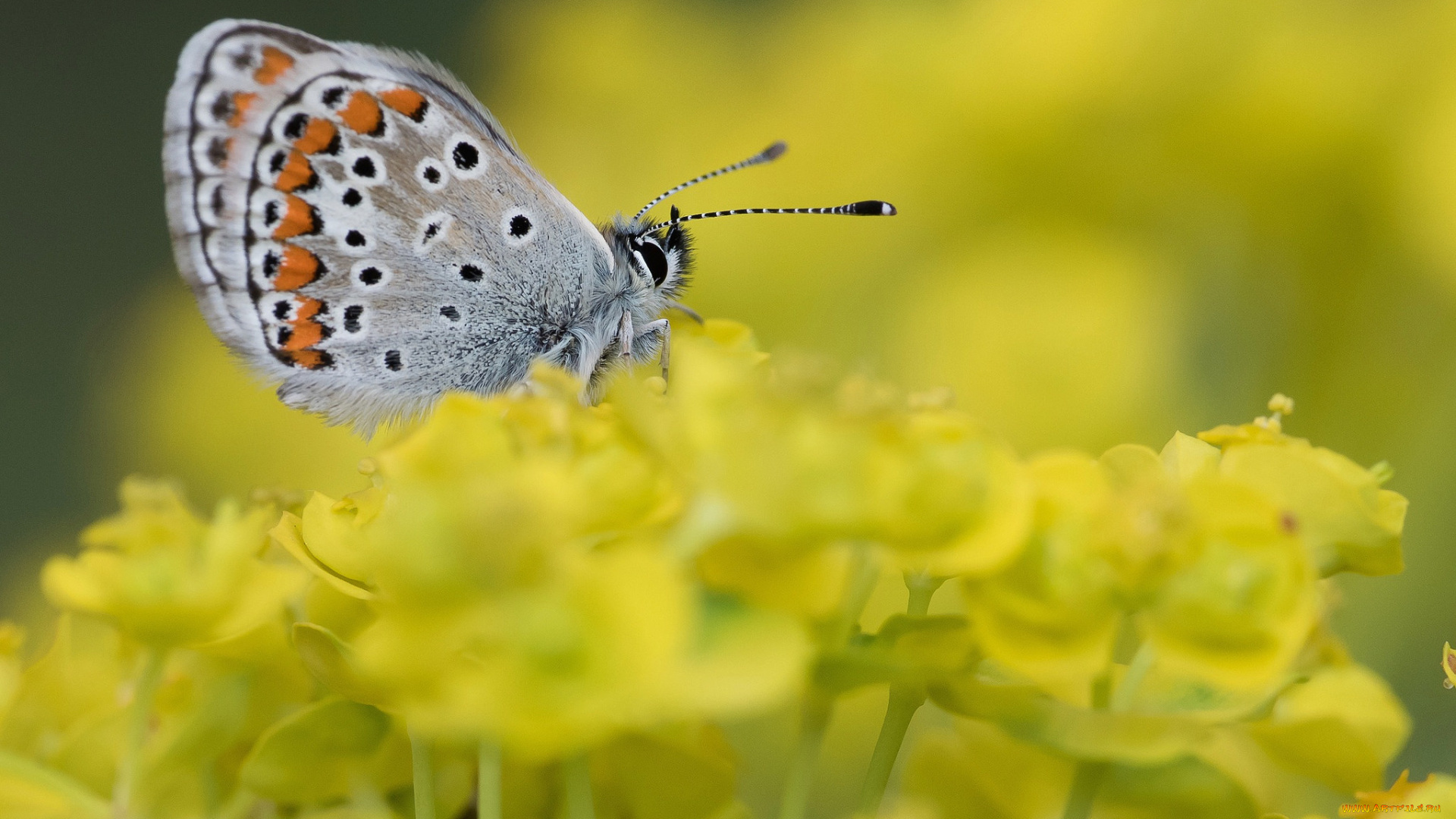 животные, бабочки, , мотыльки, , моли, бабочка, цветы, макро