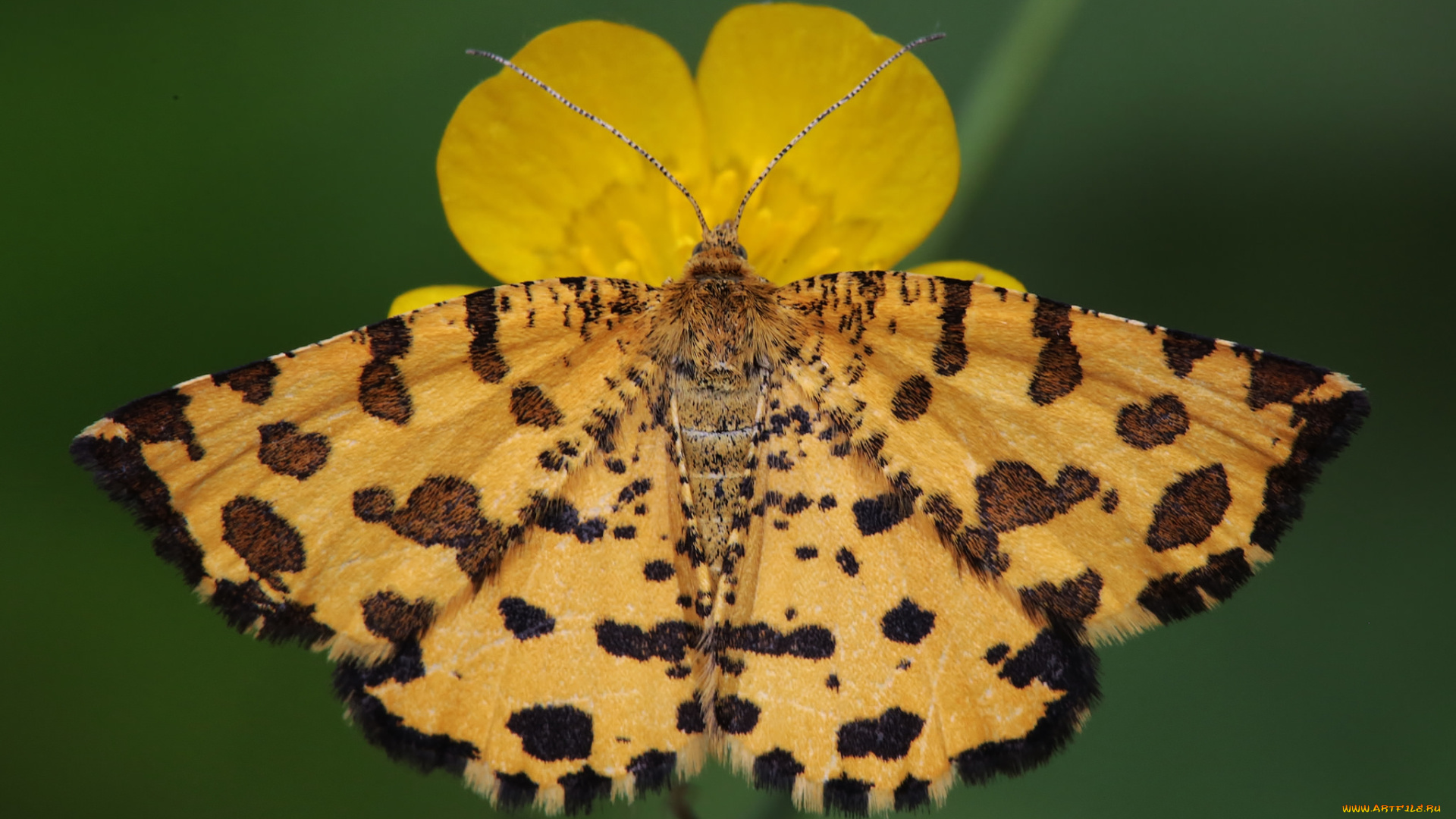 животные, бабочки, , мотыльки, , моли, бабочка, цветок, насекомое, травинка, макро, усики, крылья, фон