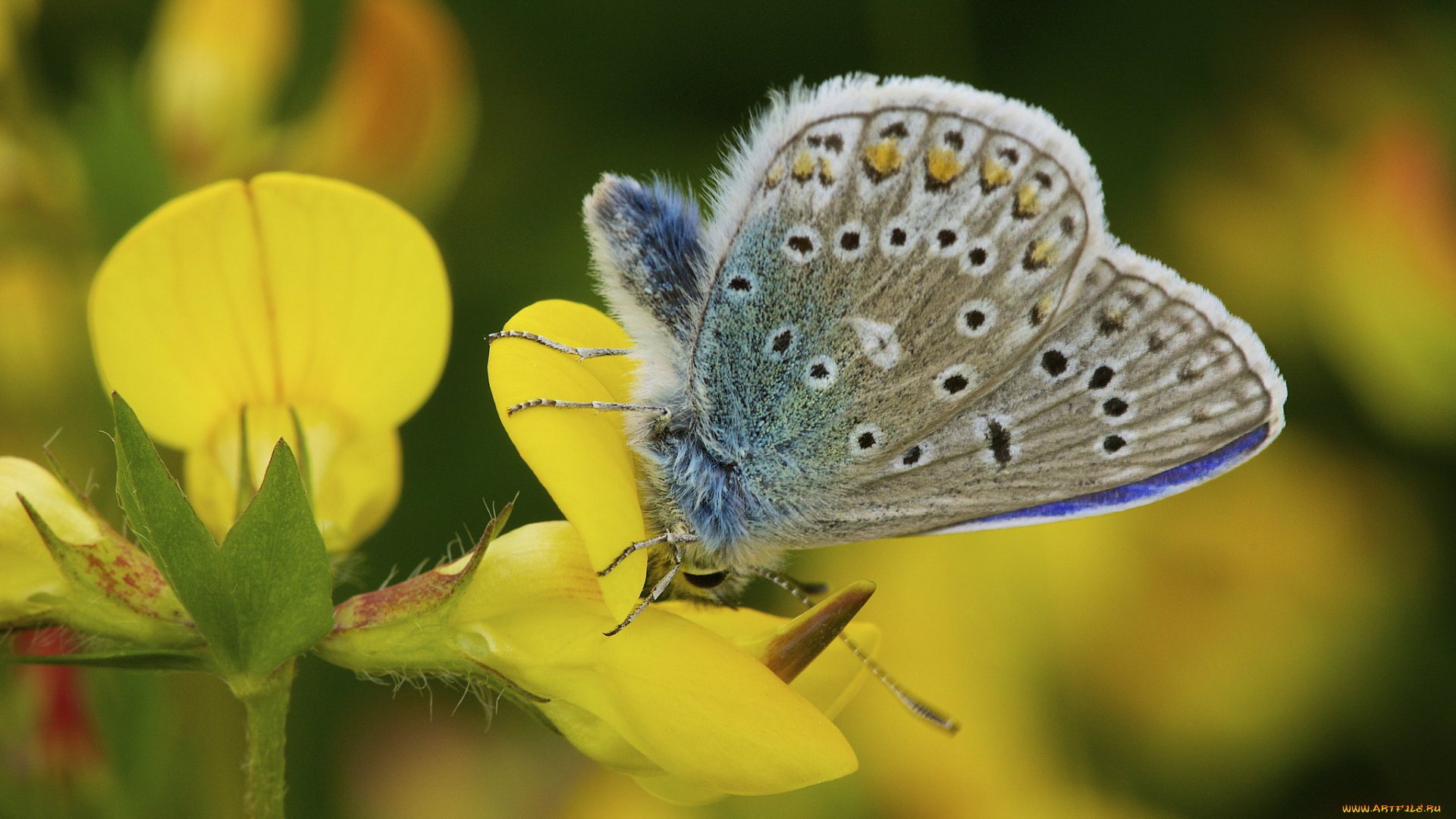 животные, бабочки, , мотыльки, , моли, фон, цветы, макро, бабочка