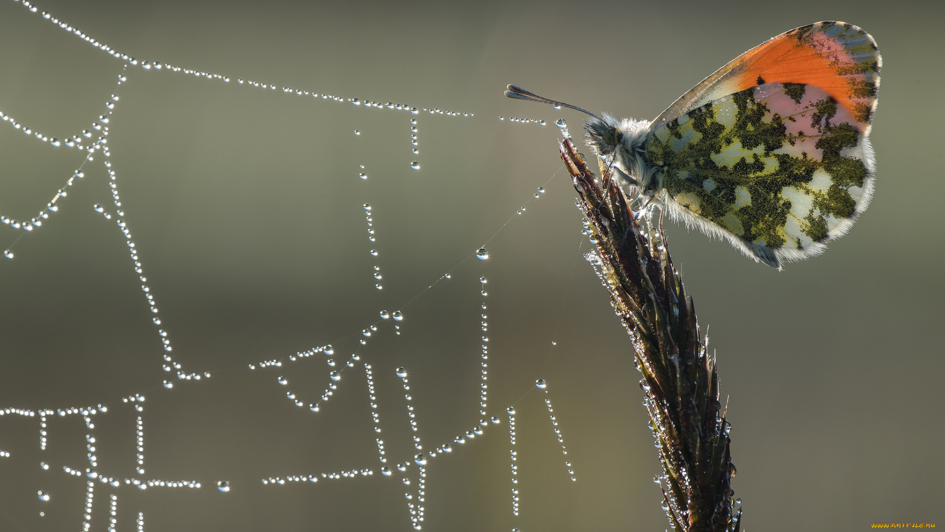 животные, бабочки, , мотыльки, , моли, фон, макро, утро, бабочка, роса, паутина, капли