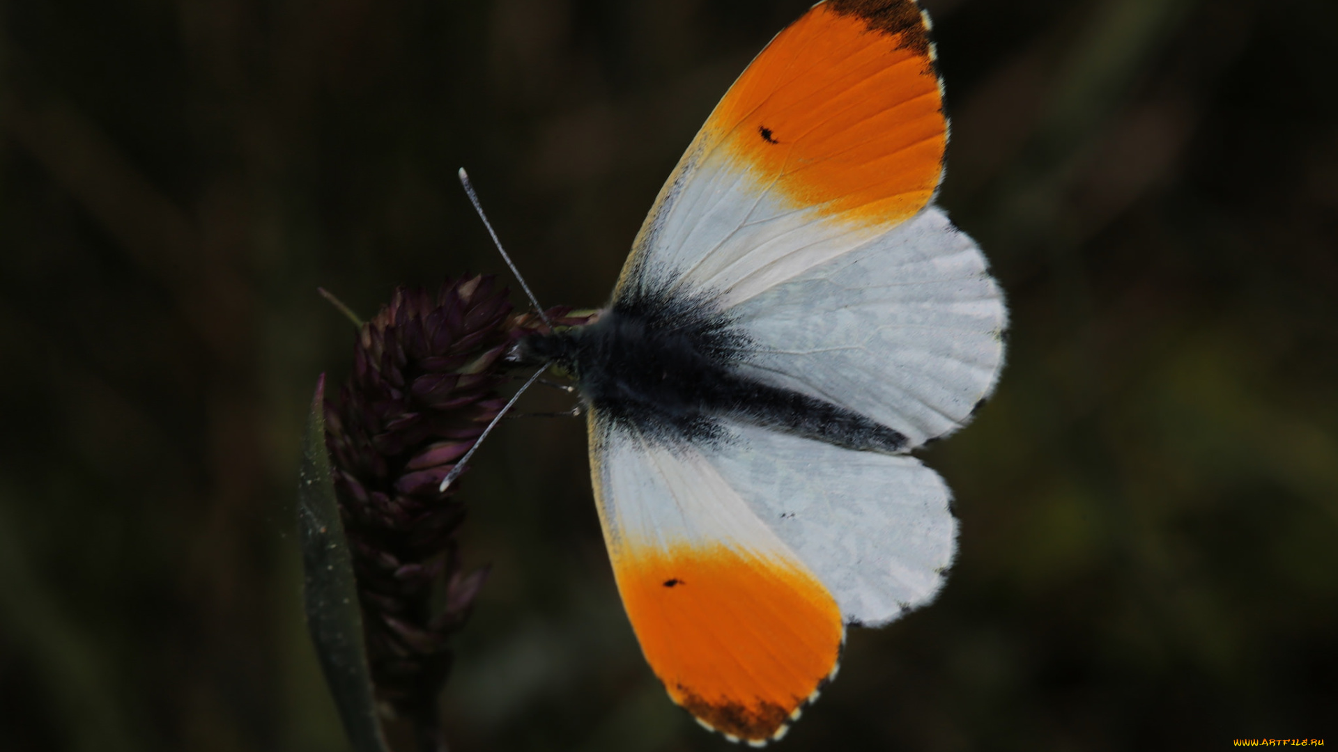 животные, бабочки, , мотыльки, , моли, макро, крылья, бабочка, усики