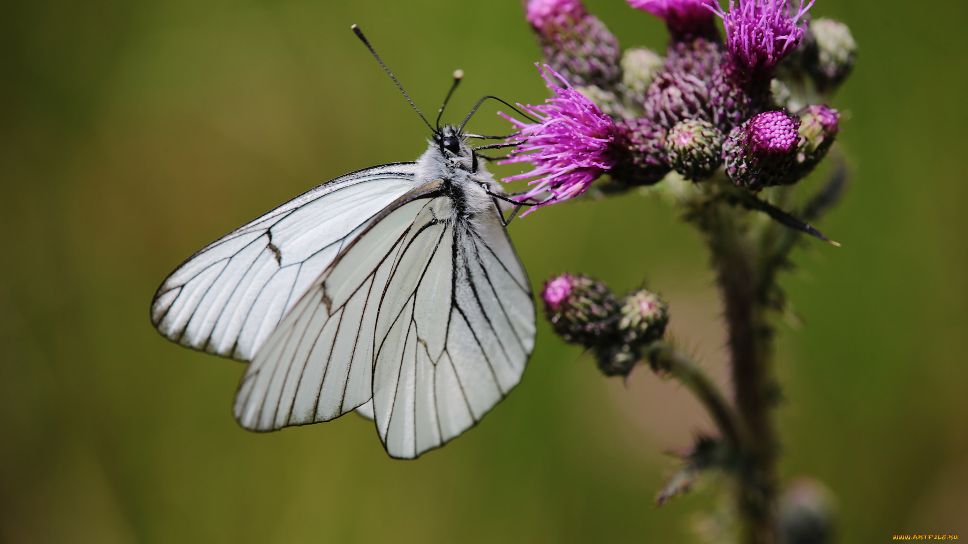 животные, бабочки, , мотыльки, , моли, макро, усики, крылья, бабочка