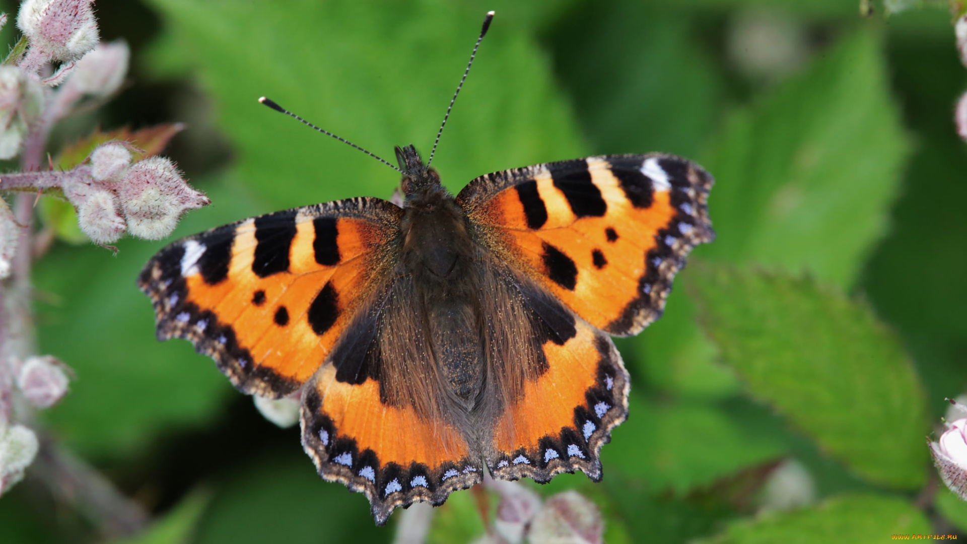 животные, бабочки, , мотыльки, , моли, усики, крылья, бабочка, макро