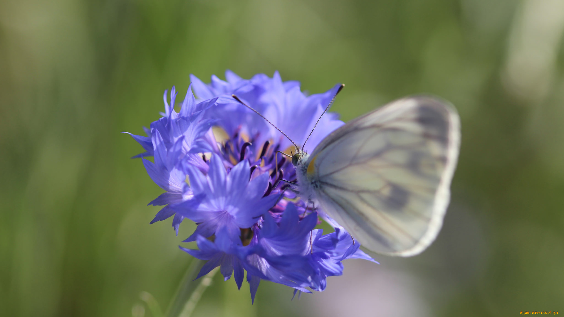 животные, бабочки, , мотыльки, , моли, усики, крылья, бабочка, макро