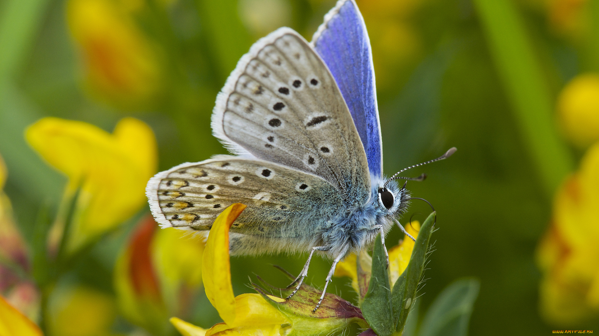 животные, бабочки, , мотыльки, , моли, усики, крылья, бабочка, макро