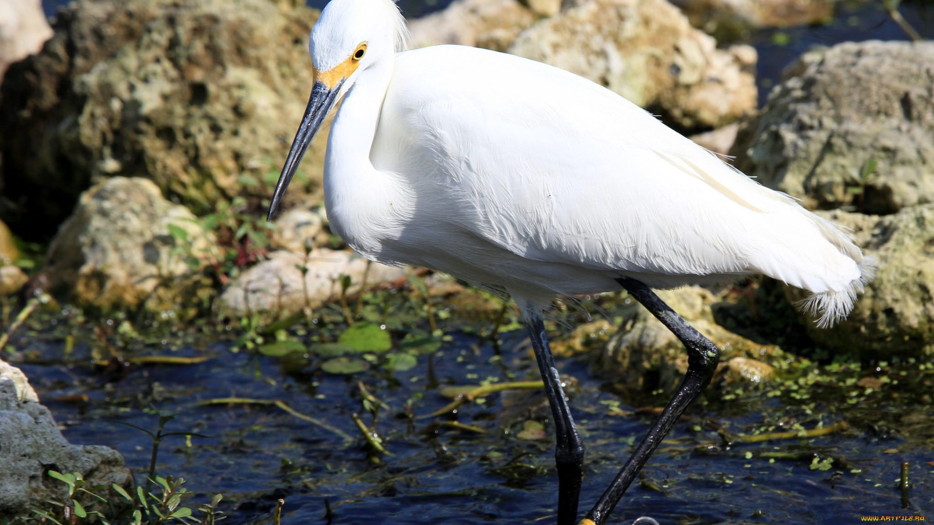животные, цапли, , выпи, озеро, вода, птица, цапля
