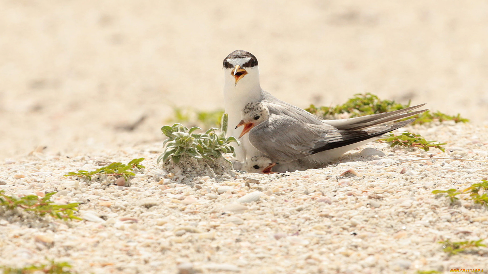 животные, Чайки, , бакланы, , крачки, птенцы, птицы, песок