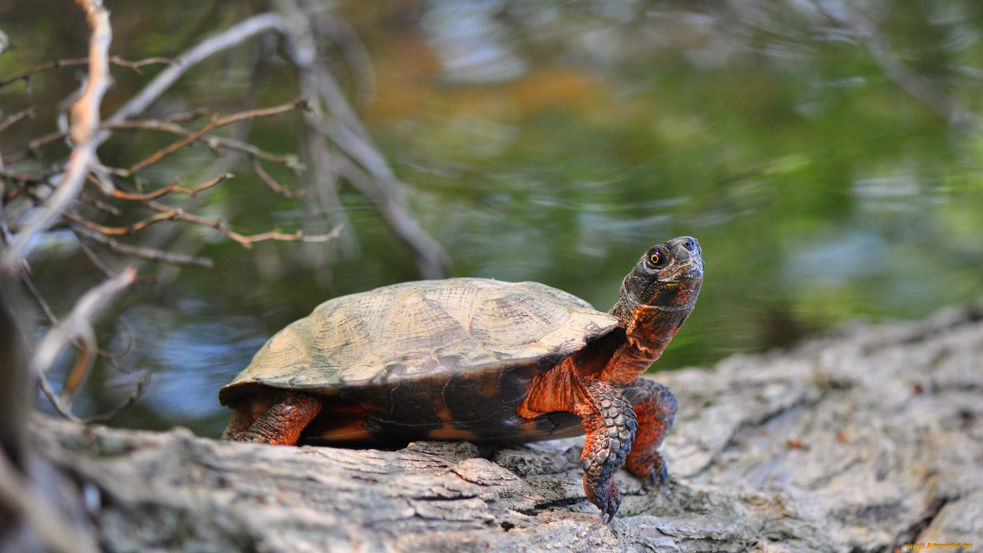 животные, Черепахи, бревно, озеро, черепаха