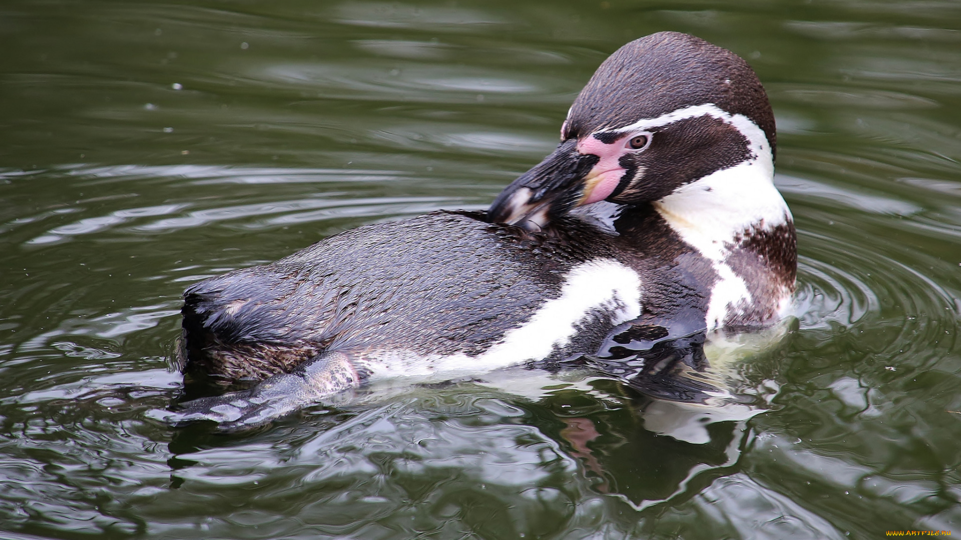 животные, Чомги, , поганки, птица, озеро