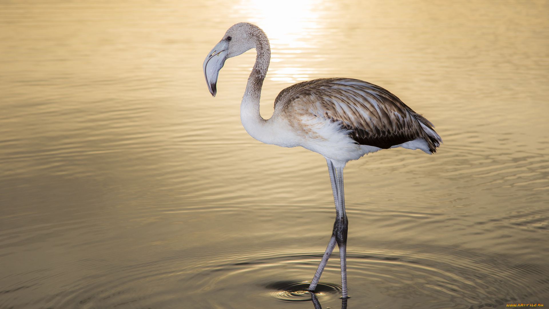 животные, фламинго, небо, вечер, закат, озеро