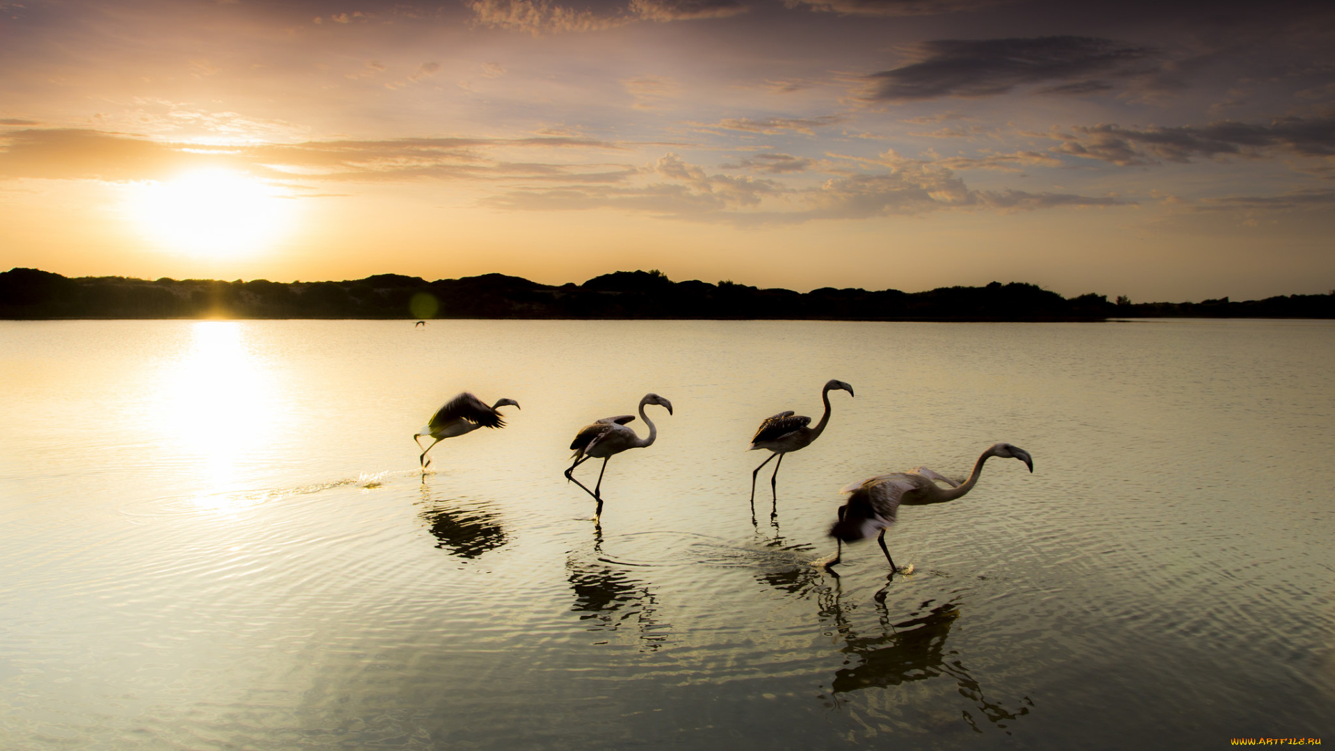 животные, фламинго, озеро, закат, птицы, вечер