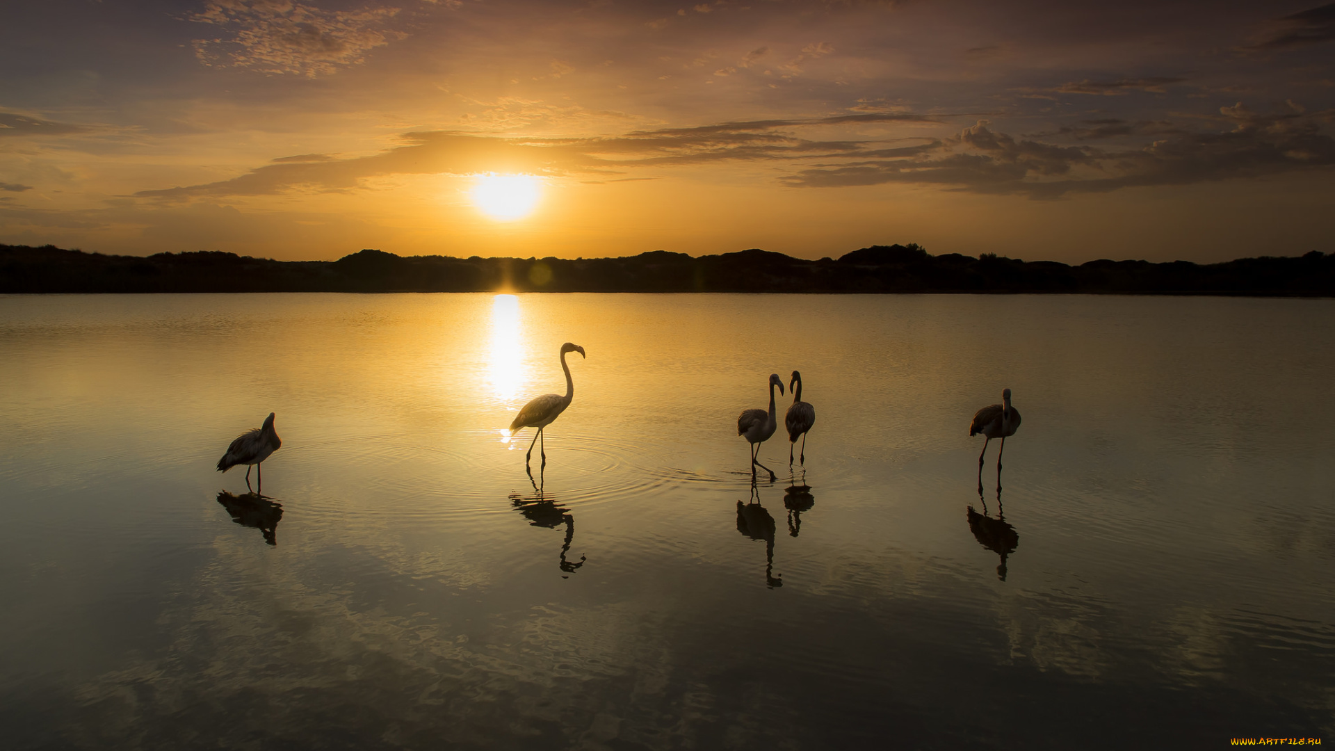 животные, фламинго, вечер, небо, озеро, закат