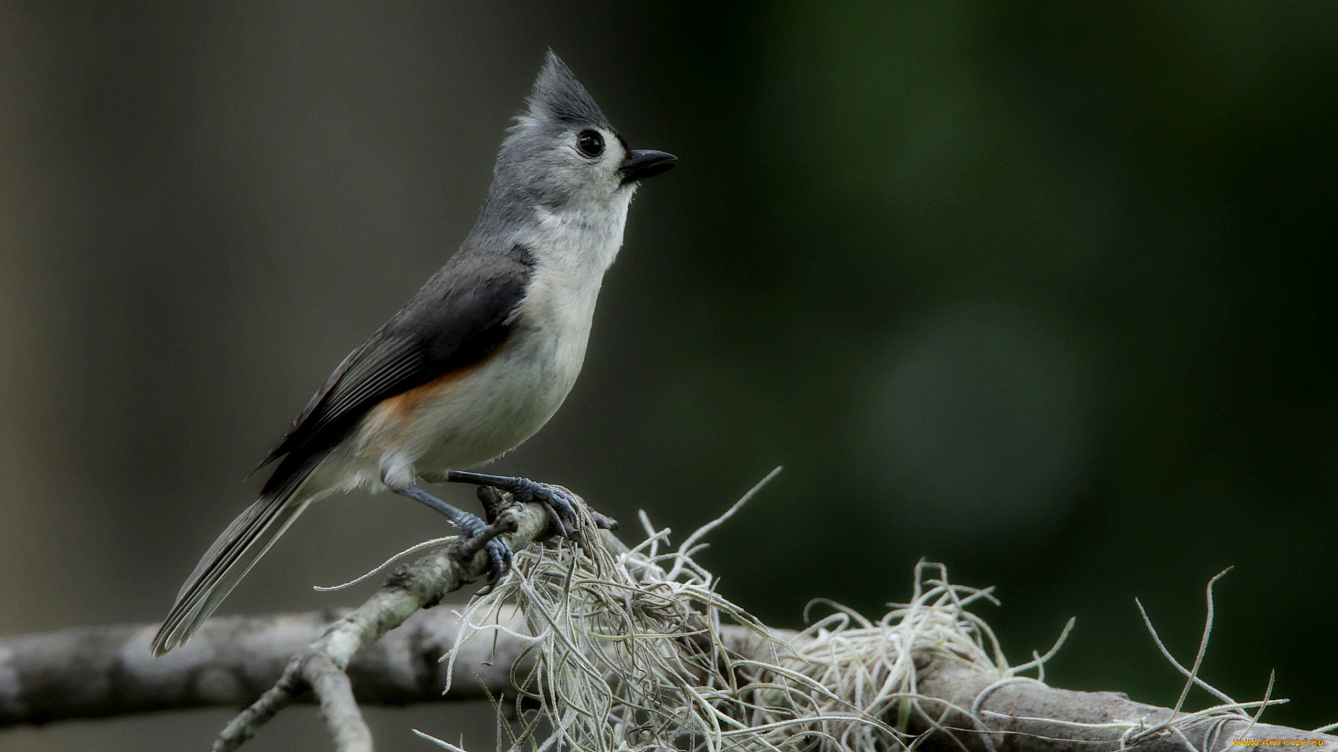 животные, кардиналы, фон, ветка, птица
