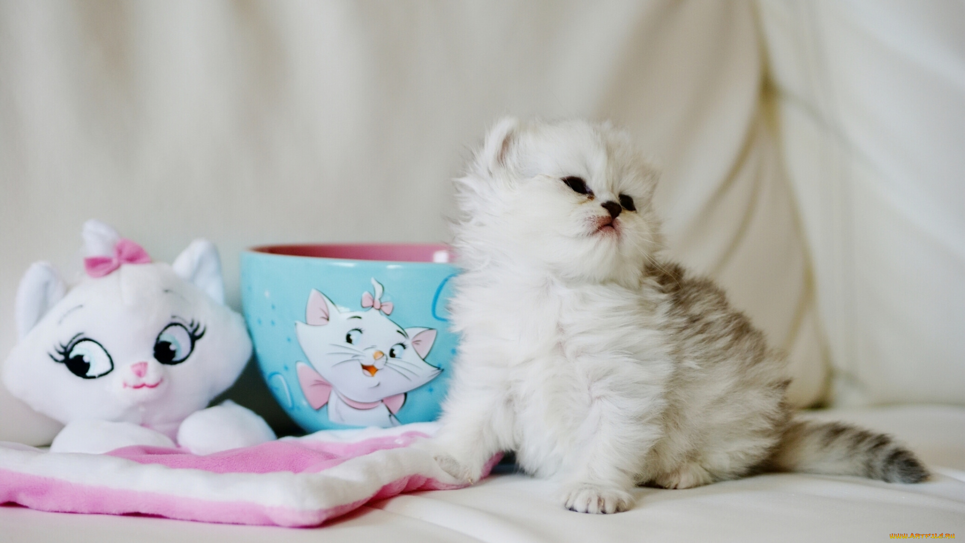животные, коты, пушистый, малыш, чашка, игрушка, котёнок