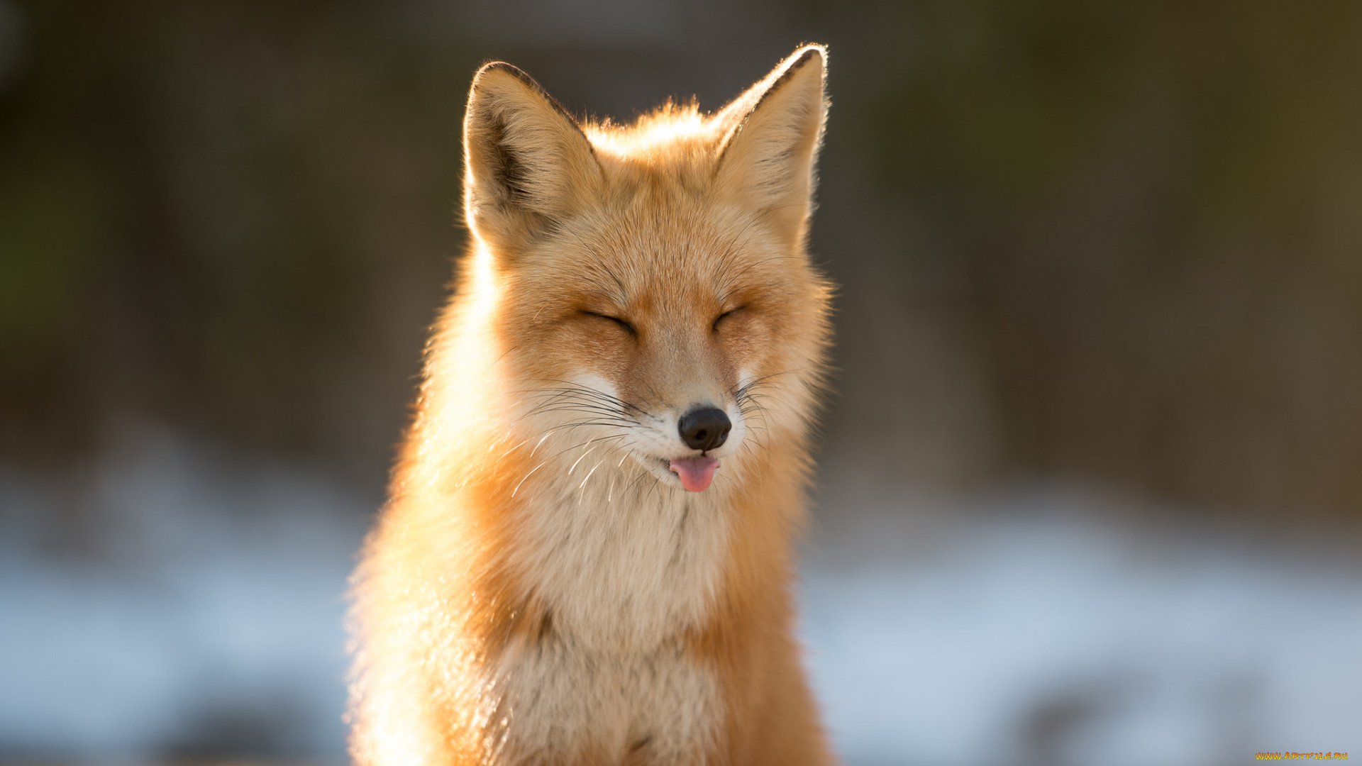 животные, лисы, лиса, язык, зима, фон