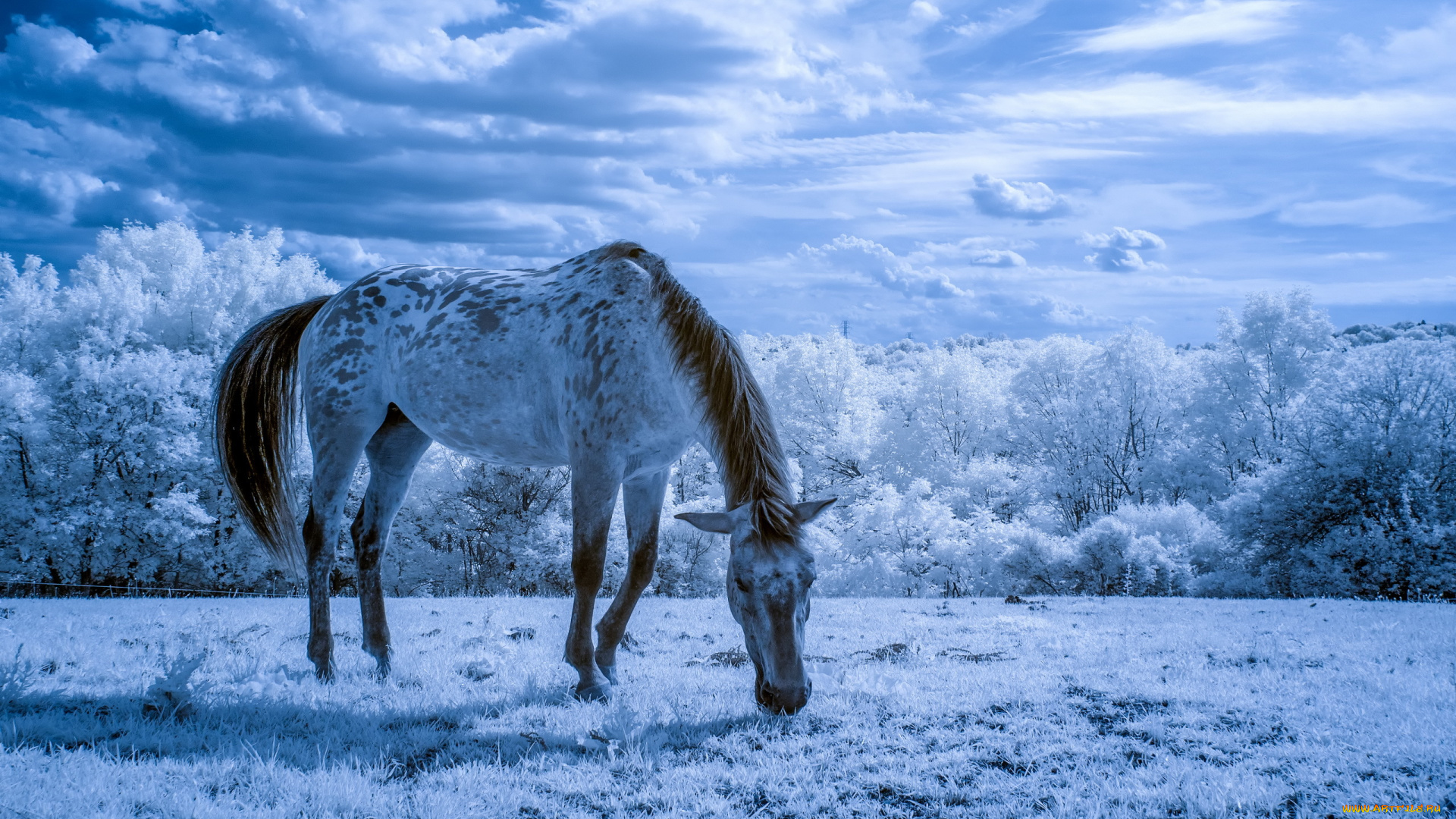 животные, лошади, конь, природа, лето