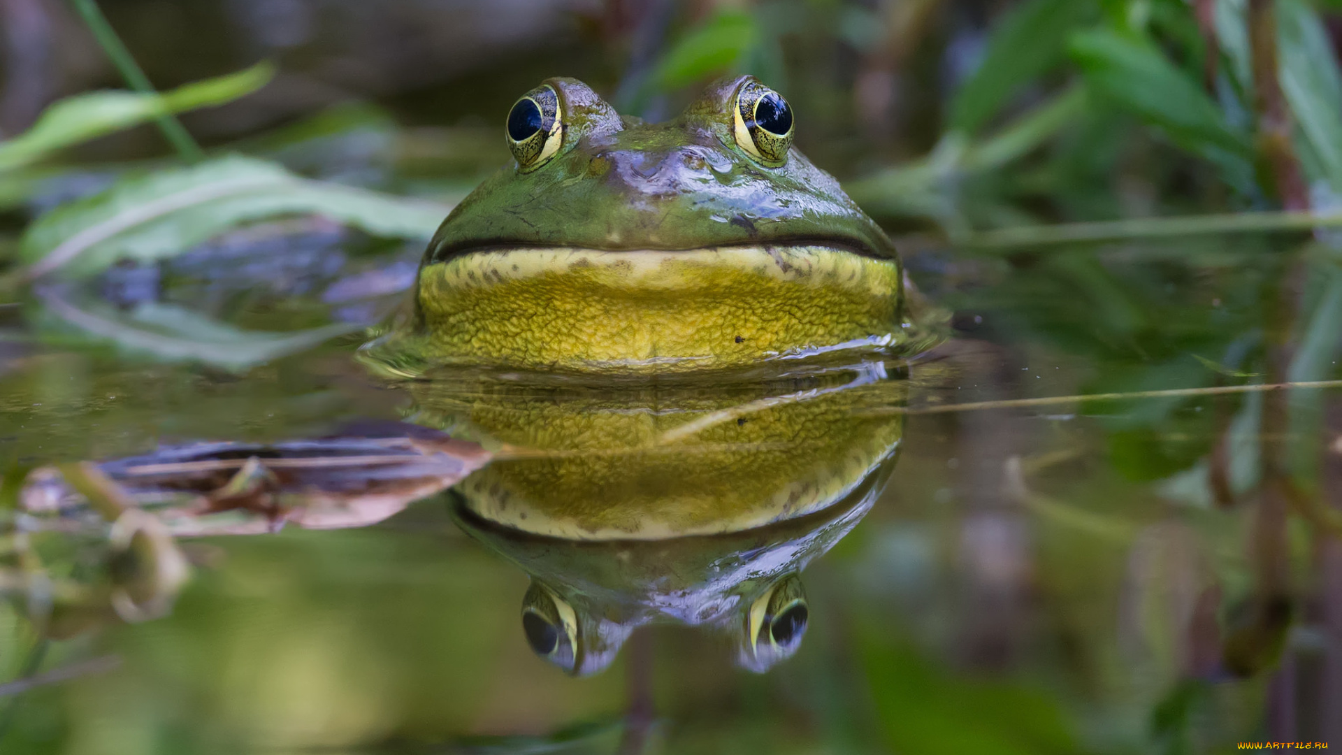 животные, лягушки, глаза, жаба, вода, лужа