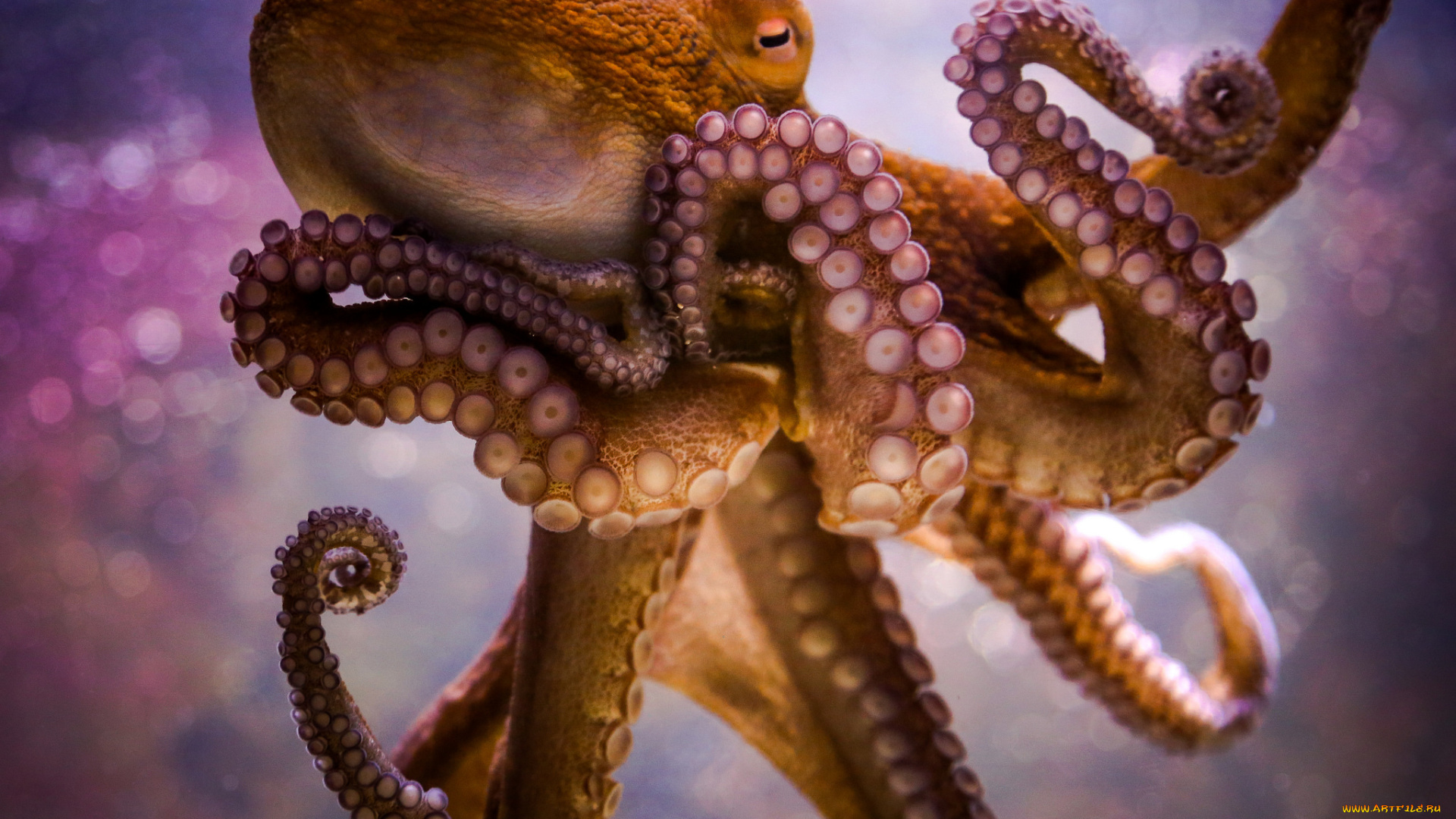 животные, морская, фауна, присоски, щупальца, осьминог