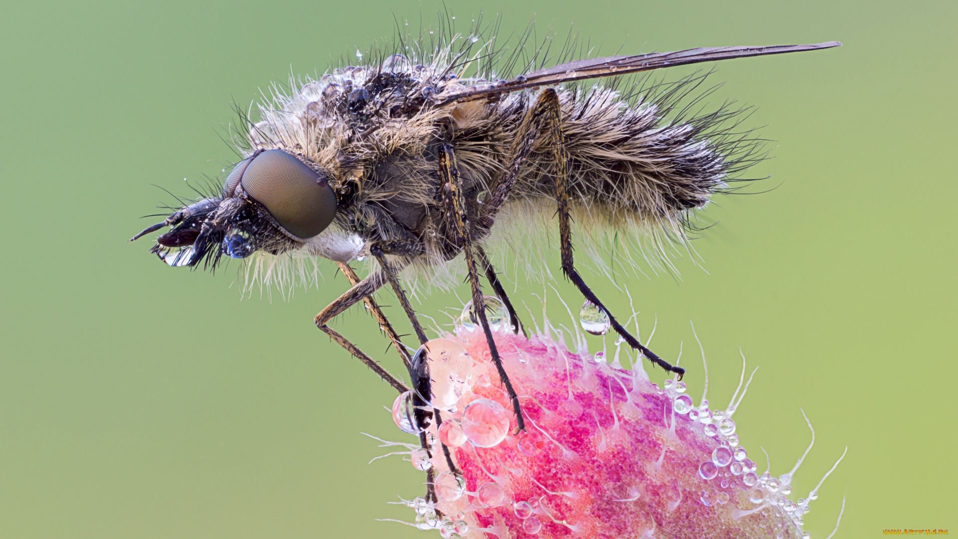 животные, насекомые, фон, насекомое