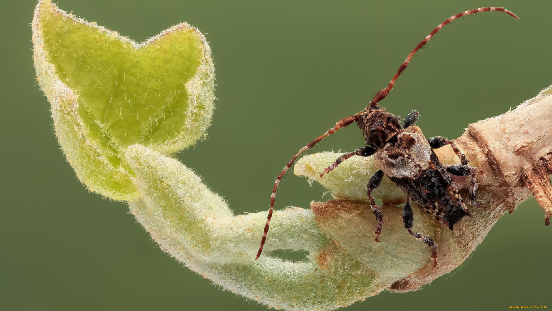 животные, насекомые, фон, усики, лист, макро, жук