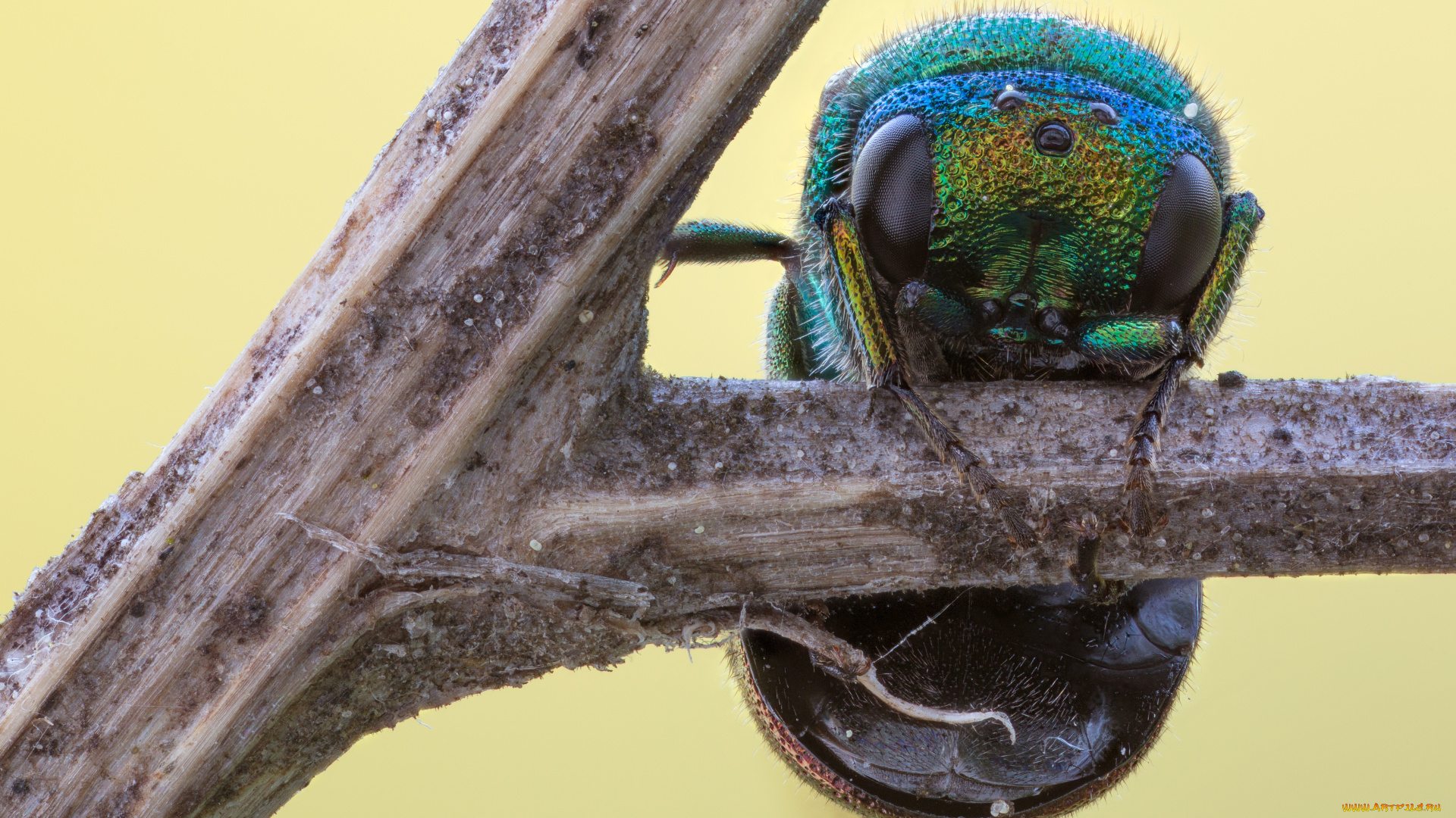 животные, насекомые, макро, фон, травинка, жук