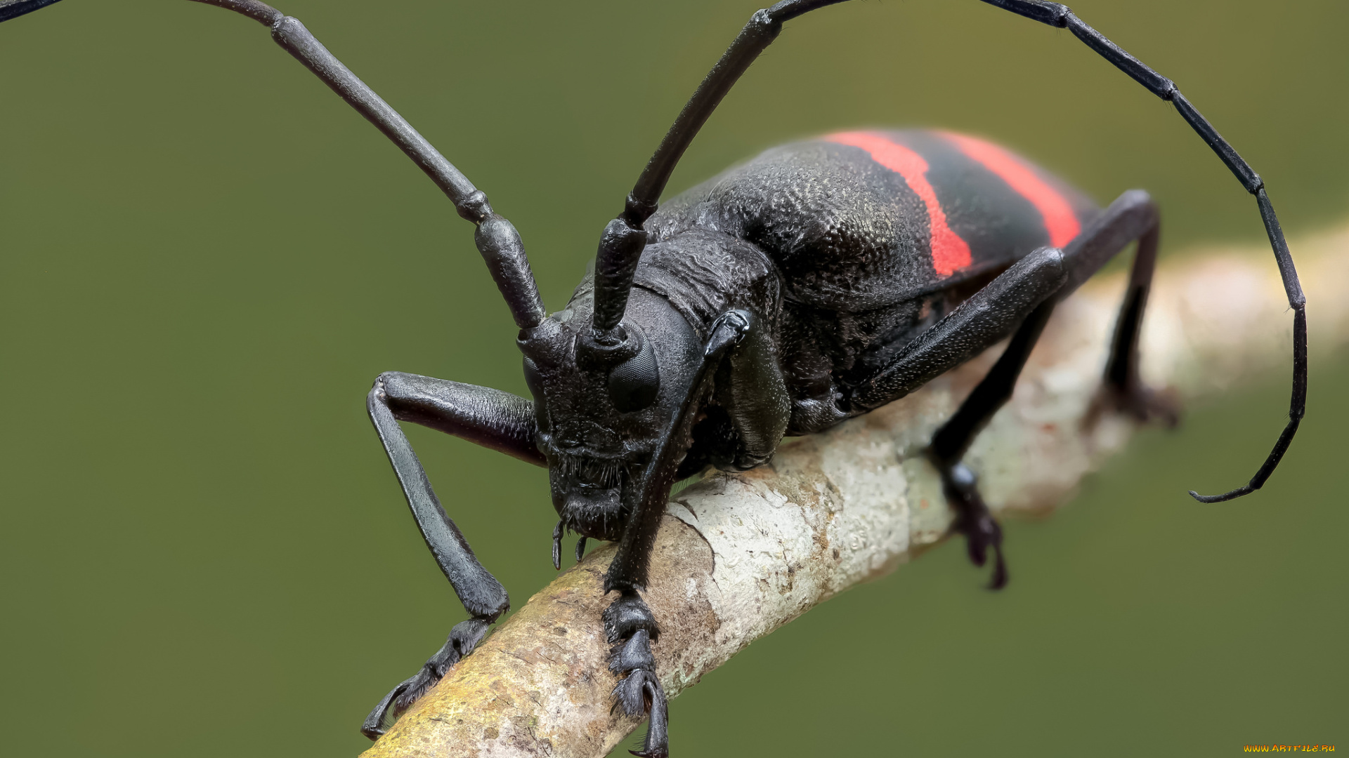 животные, насекомые, макро, травинка, усики, жук