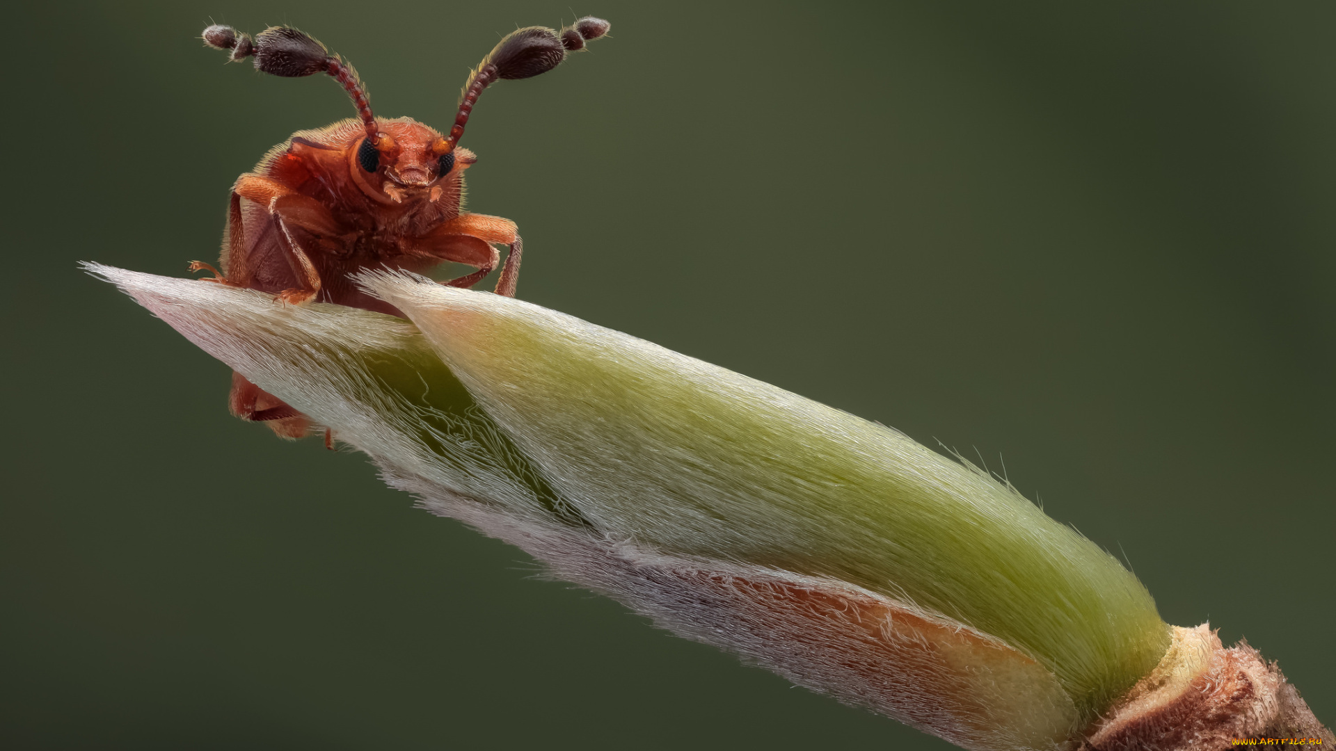 животные, насекомые, макро, травинка, жук, усики