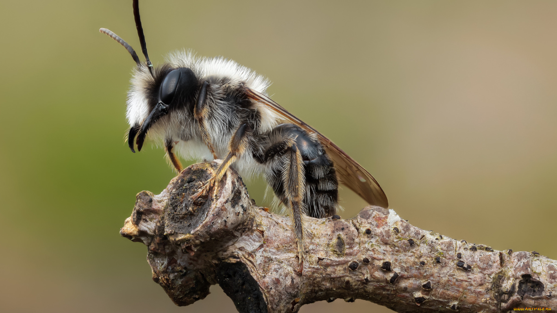 животные, насекомые, муха