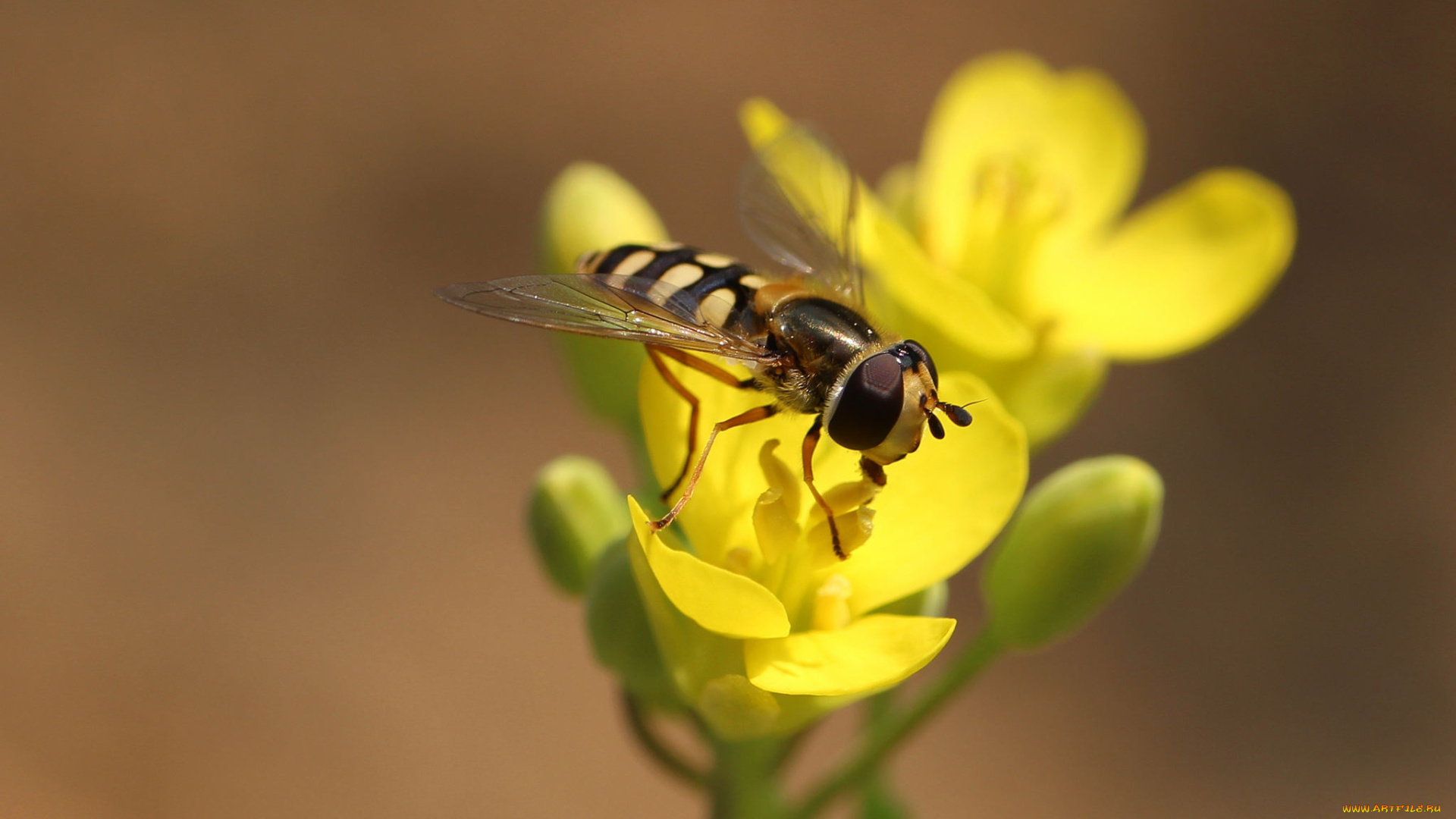 животные, насекомые, насекомое, макро, цветы