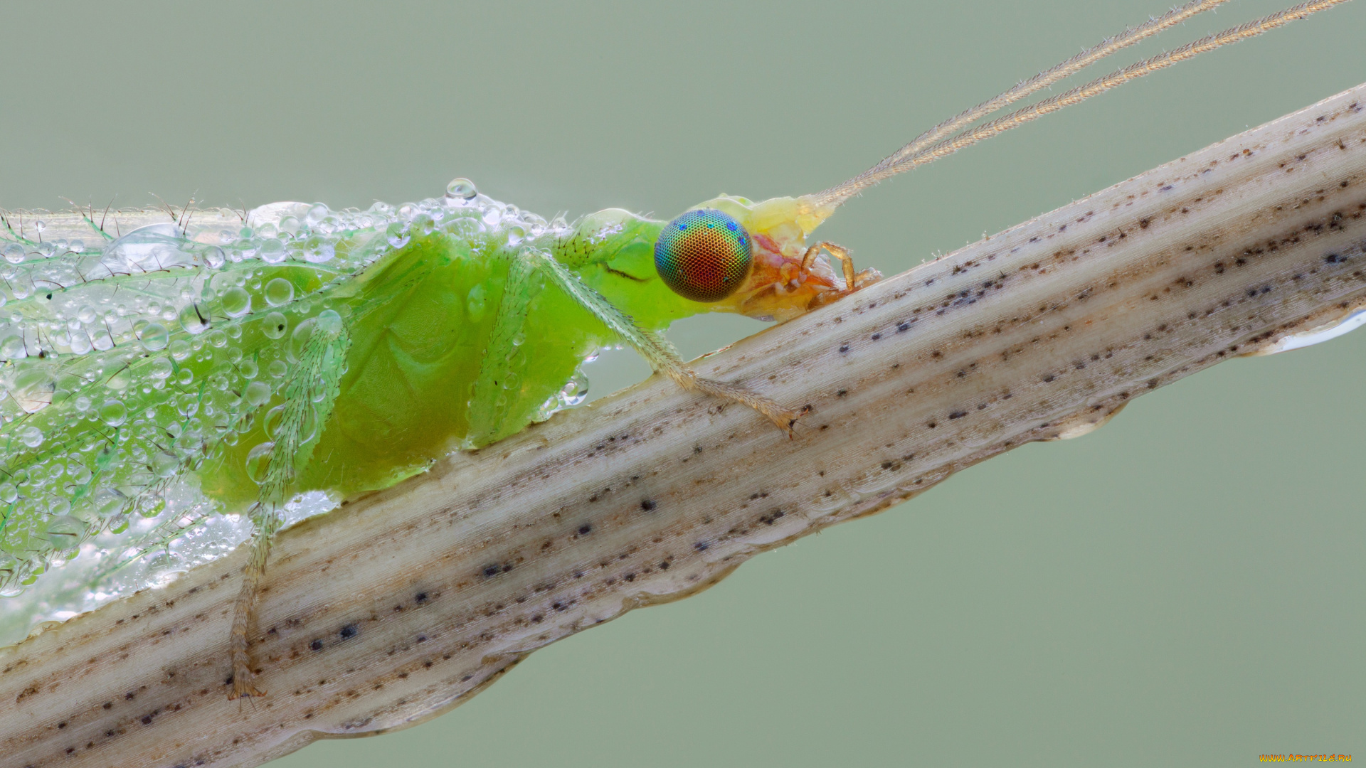 животные, насекомые, насекомое, златоглазка, травинка, фон